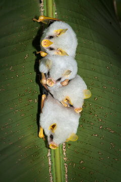 Honduran white bats (Ectophylla alba), hanging in a leaf in Costa Rica, also called Caribbean white tent making bats hanging upside down