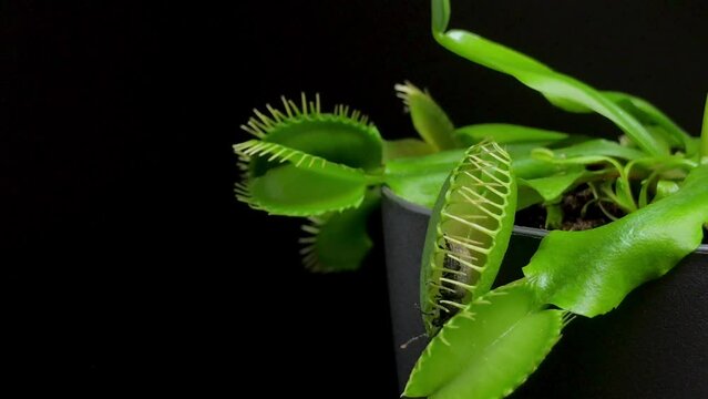 Venus Flytrap in action