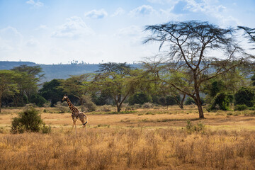 Jirafa en la sabana africana