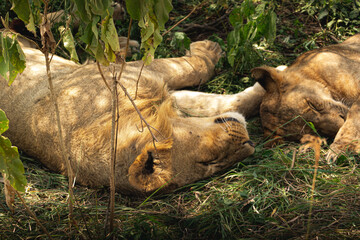 Leones en África durmiendo siesta - obrazy, fototapety, plakaty