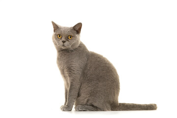 Grey british shorthaired cat looking a little anoyed at the camera isolated on a white background