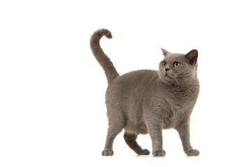 Grey british shorthaired cat looking up with its tail held high isolated on a white background