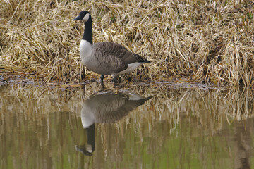 Canada Goose (Branta Canadensis) on Leeds Liverpool Canal, East Marton, Craven District, North Yorkshire, England, UK