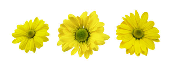 Set of yellow chrysanthemum flowers isolated on white or transparent background