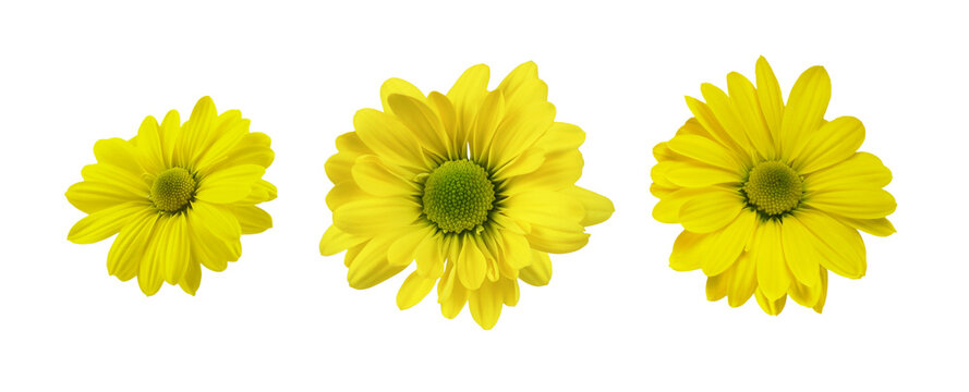 Set of yellow chrysanthemum flowers isolated on white or transparent background