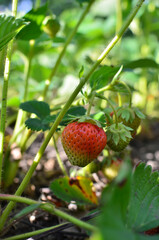 Dirty unripe strawberry grow in the garden, farm village