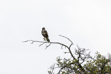 Ein Mäusebussare (Buteo buteo) sitzt auf einem Ast
