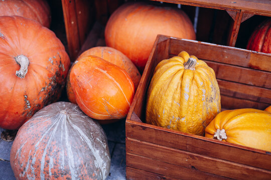 Colorful pumpkins in basket, background picture