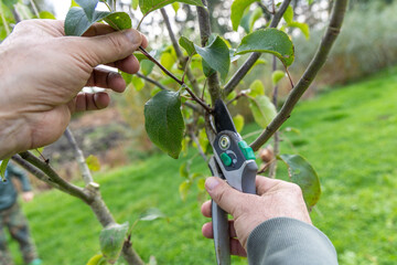 Pruning branches on an apple tree with secateurs in autumn