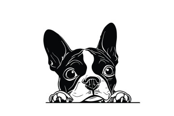 Curious Boston Terrier Gaze: A Vector Illustration of a Cute Boston Terrier Dog Playfully Peeking