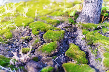 Fine green moss on cracked ground