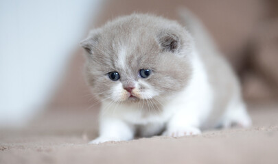 Britisch Kurzhaar Kitten rarität Luxus Katze imposant und edel