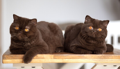 Britisch Kurzhaar Kitten rarität Luxus Katze imposant und edel