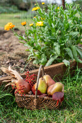 Korb aus Metall gefüllt mit Nüssen und Birnen, Herbst Dekoration
