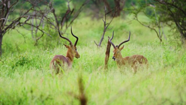 A couple of impala or rooibok (Aepyceros melampus) eating grass in african Savanah.