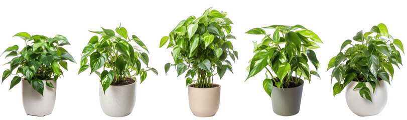 Large pothos snake plant in modern pot or vase isolated on transparent background generative ai - Powered by Adobe