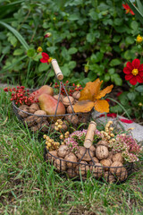 Korb aus Metall gefüllt mit Nüssen und Birnen, Herbst Dekoration
