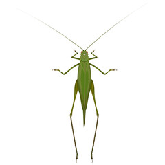 Isolated image of a green grasshopper on a white background