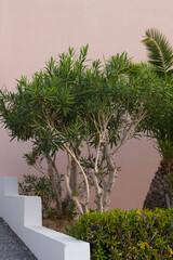 Nerium oleander:  tree of oleander  in the garden in summer on the hotel grounds.
