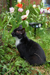 Young black and white cat sitting infront of ultrasonic cat repellent in a green garden.