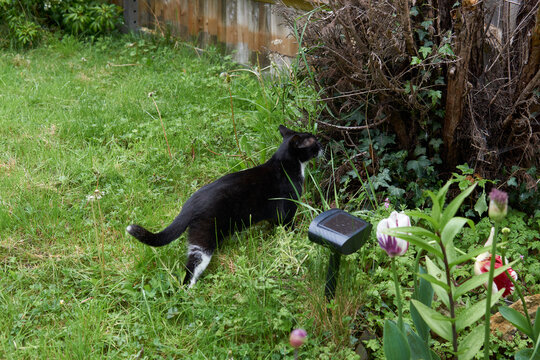 Young black and white cat sitting infront of ultrasonic cat repellent in a green garden.