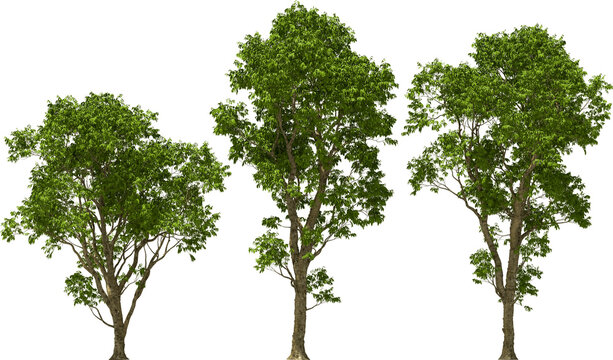 tree, melicoccus bijugatus, hq, arch viz, cutout plant 3d render