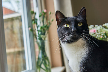 A young black and white cat is sitting next to the window with flowers behind it, looking at the camera