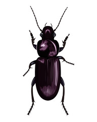 isolated image of ground beetle (Carabus) on white background 