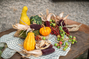 Stilleben mit Kürbiss, roten Beeren und Maiskolben, rustikale, natürliche Dekoration im Herbst,...