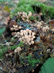 mushroom in the forest