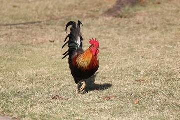 Red Jungle Fowl Rooster Chicken Bird
