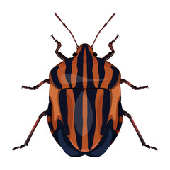 close-up image of a red-black striped bug, striped graphosoma on a white background 