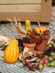 Stilleben mit Kürbiss, roten Beeren und Maiskolben, rustikale, natürliche Dekoration im Herbst,...