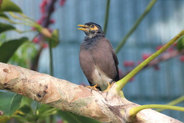 Common Myna Bird Kauai Hawaii