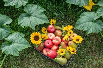 Korb aus Metall gefüllt mit Äpfeln und Birnen dekoriert mit Sonnenblumen, Ernte im Herbst
