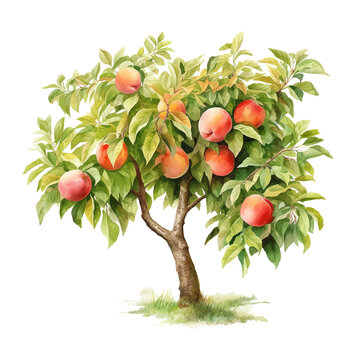 Peach tree watercolor paint ilustration