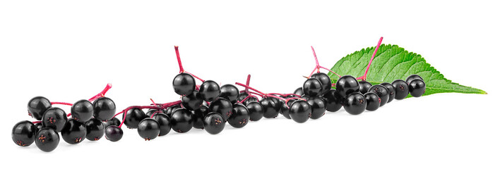 Sambucus - Ripe black elderberry with green leaf isolated on a white background. European black...