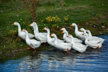 Obraz premium A flock of white geese swims in the water of the lake.