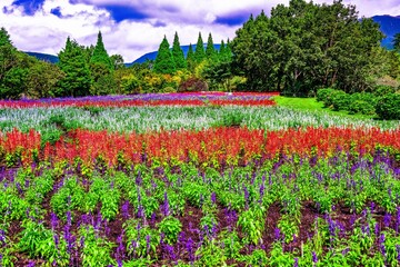 久住のサルビア