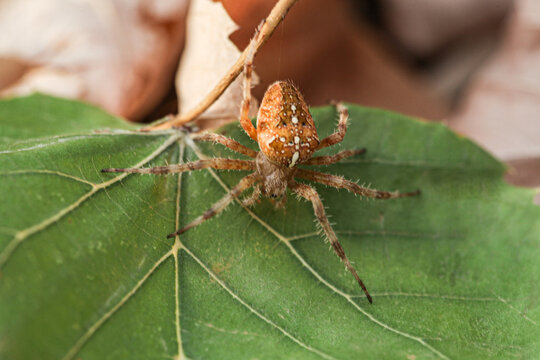 A spider caught on an autumn day on a green leaf, its species is called araneus diadematus.