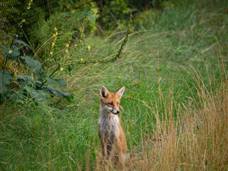 Young fox