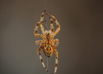 Macro photo of a scary looking European garden spider waiting to feed. Great close up shot of a spider