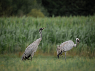 Two cranes at the grassland.