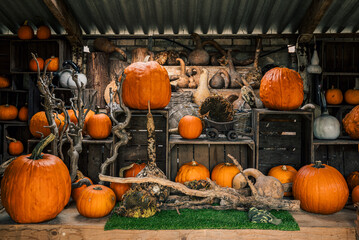 Variety of edible and decorative gourds and pumpkins. Autumn composition of different squash types...