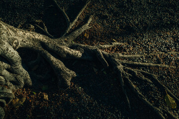 Lahaina, HI, USA - 03.09.2023 - The Worlds Largest Banyan Tree - Lahaina, HI MAUI