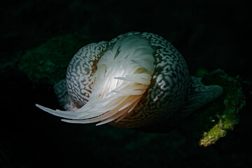 Tiger Anemone, Schmarotzeranemone (Nemanthus annamensis)