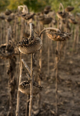 ripe dry sunflower in field waiting for harvest