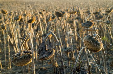 sunflowers dry heads in the rays of the setting sun