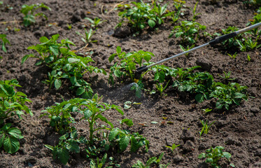 Spray potatoes for pests. Selective focus.