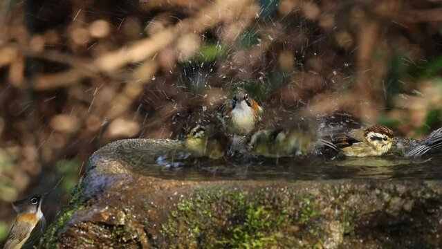 Many birds joyfully bathe in the forest's bird pond, including whiskered yuhinas (Yuhina flavicollis), rufous-winged fulvettas (Schoeniparus castaneceps) and rufous-capped babbler (Cyanoderma ruficeps